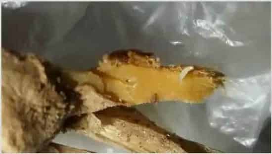 生姜烂姜的原因 | 农业科普
