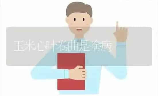 玉米心叶卷曲是啥病 | 粮油作物种植