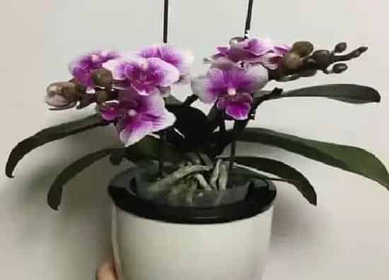开花时间|蝴蝶兰四季开花吗