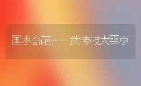 国枣奇葩--武传枝大雪枣 | 瓜果种植