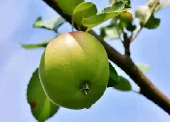 果实成熟|苹果什么时候采摘