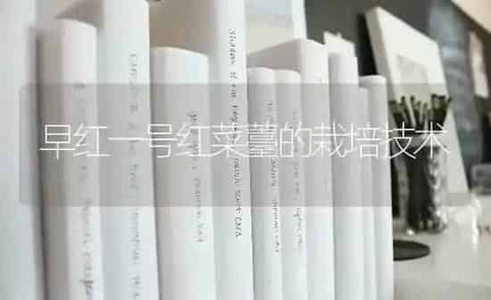 早红一号红菜薹的栽培技术 | 蔬菜种植