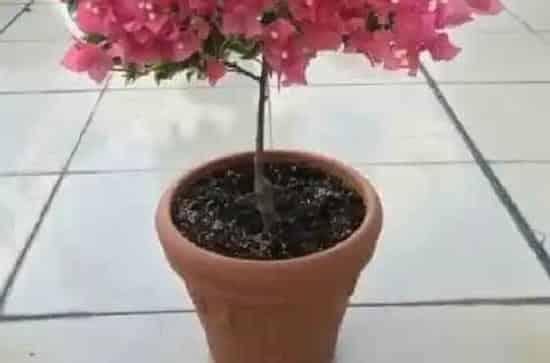 种植百科|三角梅栽种方法和注意事项
