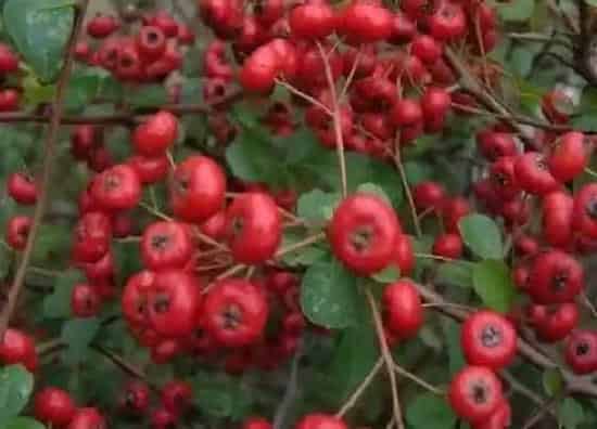 种植管理|红果树几年结果实