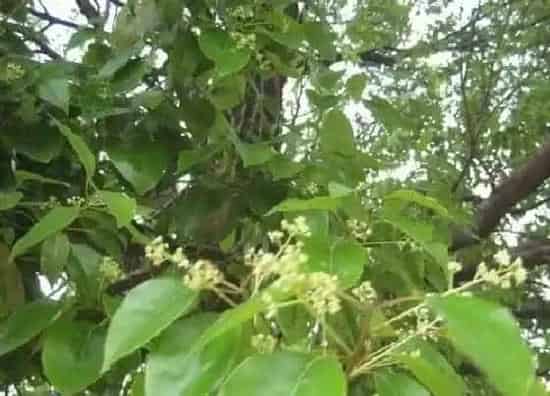 植物种类|香樟树是保护植物吗