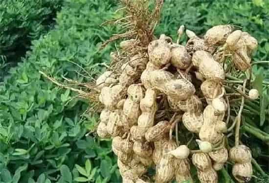 种植管理|种植花生怎么提高产量，教你七个花生增产管理小妙招）