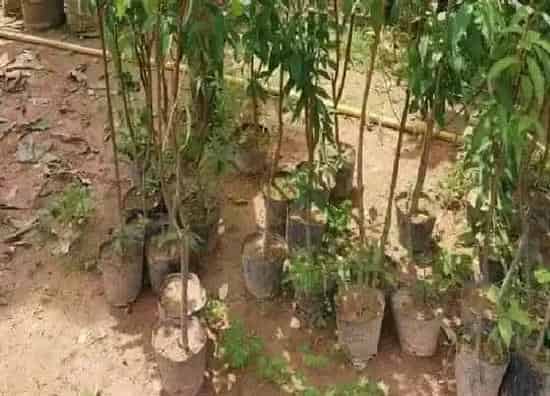 种植百科|桃树冬天能栽活吗