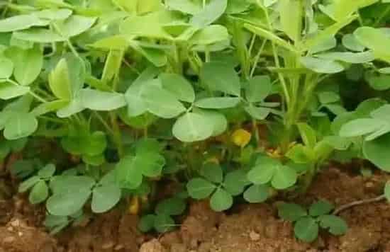 种植管理|种植花生怎么提高产量，教你七个花生增产管理小妙招）