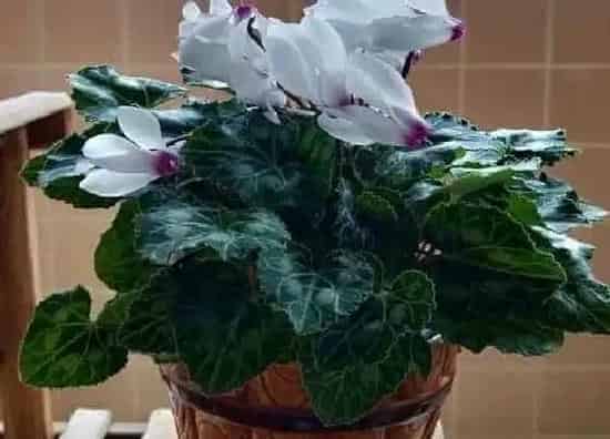 不开花|仙客来为什么不开花
