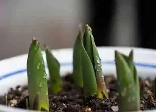 植物发芽|郁金香什么时候发芽长叶