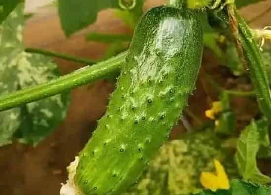 种植管理|三月种什么菜最合适，阳历3月份南方和北方能种的蔬菜）