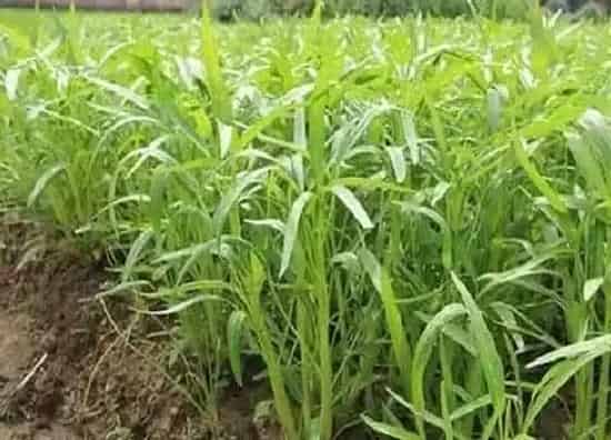 植物百科|空心菜开花吗 开花什么样子