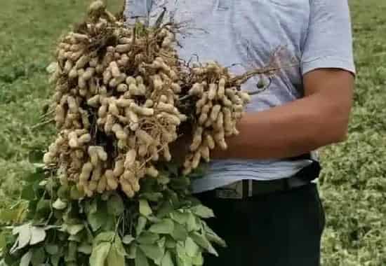 种植管理|种植花生怎么提高产量，教你七个花生增产管理小妙招）