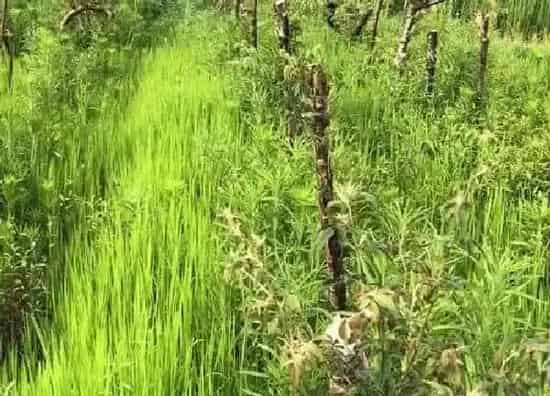 植物扦插|木香花几月份扦插最好