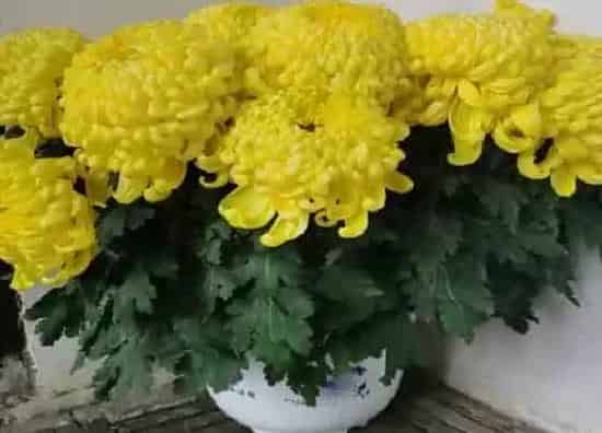 种植位置|家里可以种菊花吗
