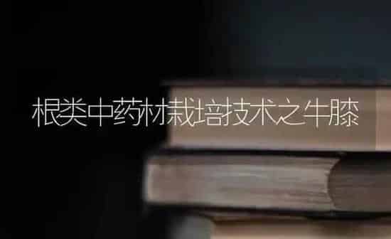 根类中药材栽培技术之牛膝 | 药材种植