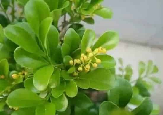 植物扦插|米兰插枝能活吗 掌握扦插时间和方法成活率高