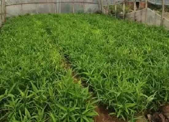 植物百科|空心菜开花吗 开花什么样子