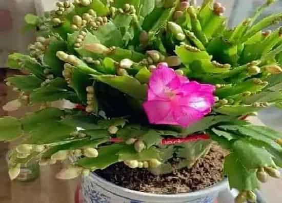 植物种类|室内开花的盆栽有哪些