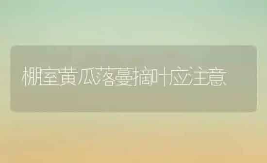 棚室黄瓜落蔓摘叶应注意 | 蔬菜种植