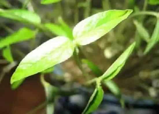 植物发芽|绿豆发芽的过程