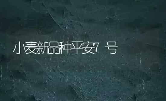 小麦新品种平安7号 | 粮油作物种植