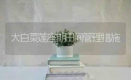 大白菜莲座期田间管理措施 | 蔬菜种植
