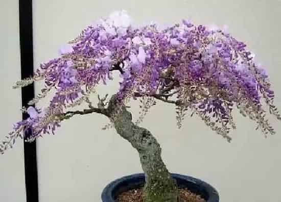 植物浇水|紫藤浇水的正确方法