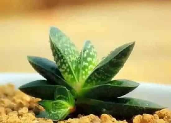养殖科普|肉肉植物好养吗 养殖方法和养护要点