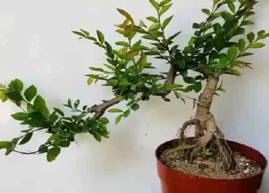 养殖科普|榆树喜阴还是喜阳