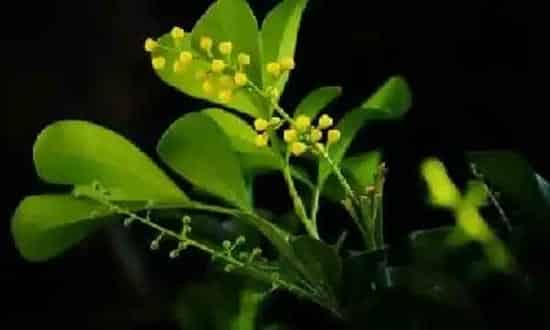植物扦插|米兰插枝能活吗 掌握扦插时间和方法成活率高