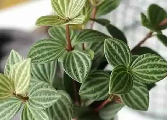 植物修剪|碧玉花怎么修剪方法