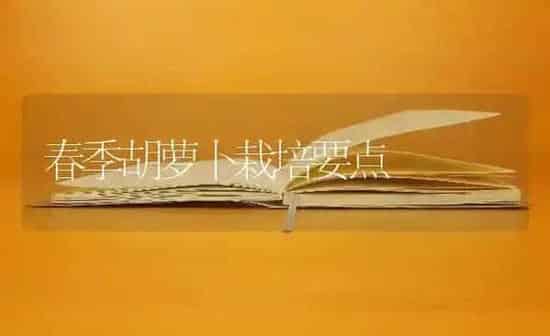 春季胡萝卜栽培要点 | 蔬菜种植