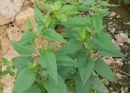 植物移栽|洋姜苗可以移栽吗