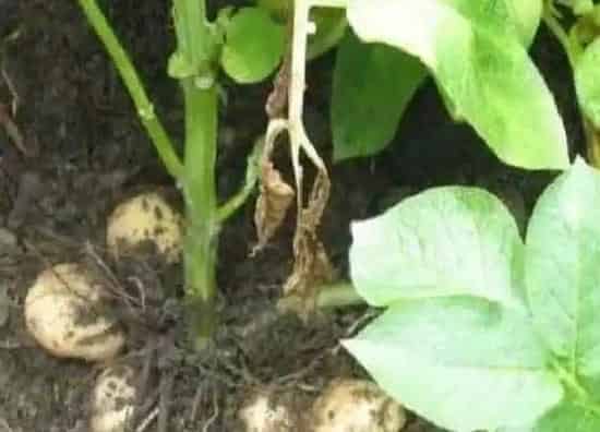 植物病害|土豆黄叶病的原因及治疗处理方法