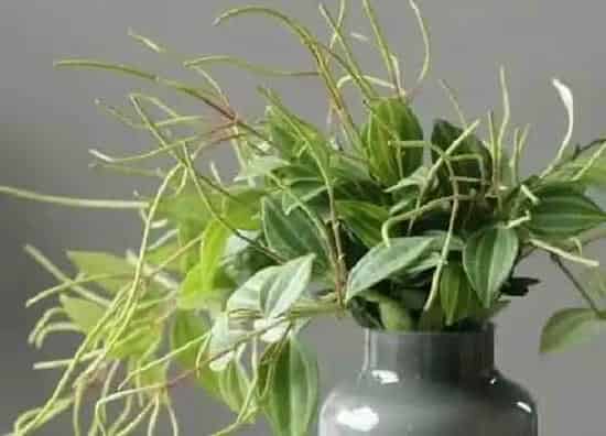 植物修剪|碧玉花怎么修剪方法
