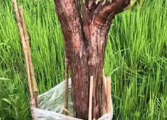 植物扦插|木香花几月份扦插最好