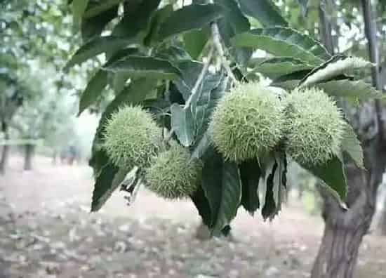种植管理|栗子几年结果实
