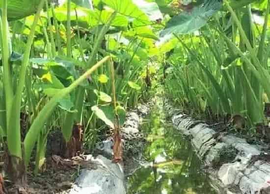 果实成熟|芋头什么季节成熟上市