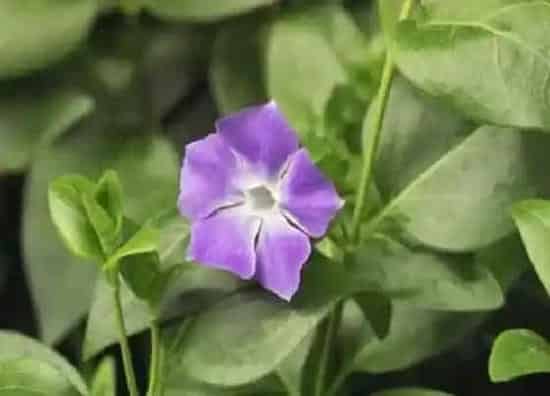 植物百科|四季开花耐寒的花卉有哪些