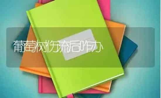 葡萄树伤流后咋办 | 瓜果种植