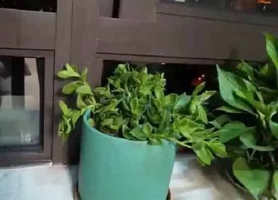 花朵诊疗|牡丹吊兰不开花怎么办