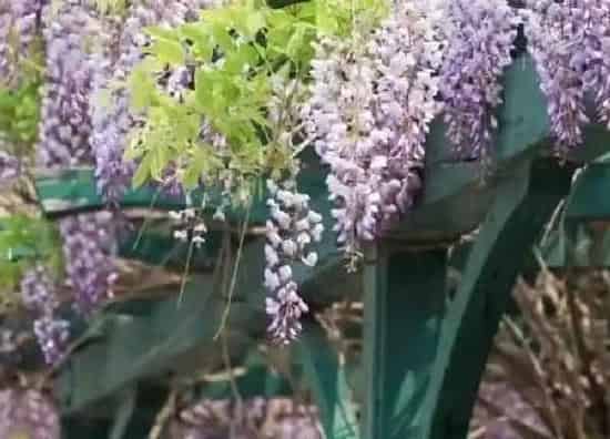 植物浇水|紫藤浇水的正确方法