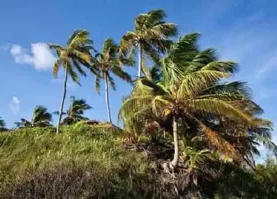 种植位置|家里可以种棕榈树吗