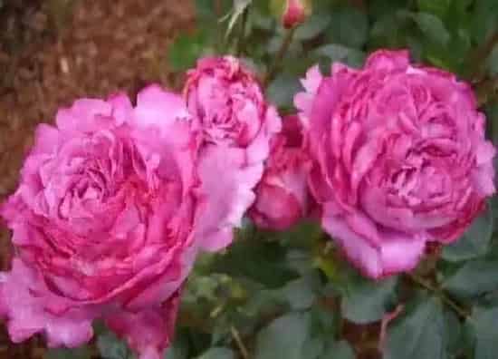养殖科普|伊芙金伯爵月季的优缺点