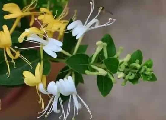 花朵|忍冬有几个花瓣 忍冬一共有多少片花瓣