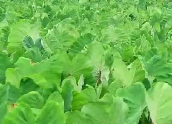 烂根|植物烂根怎么办