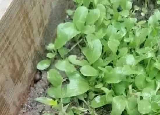 植物百科|芥菜是什么季节的菜