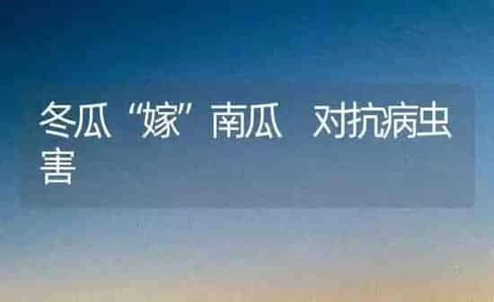 冬瓜“嫁”南瓜 对抗病虫害 | 种植病虫害防治
