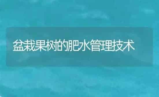 盆栽果树的肥水管理技术 | 瓜果种植